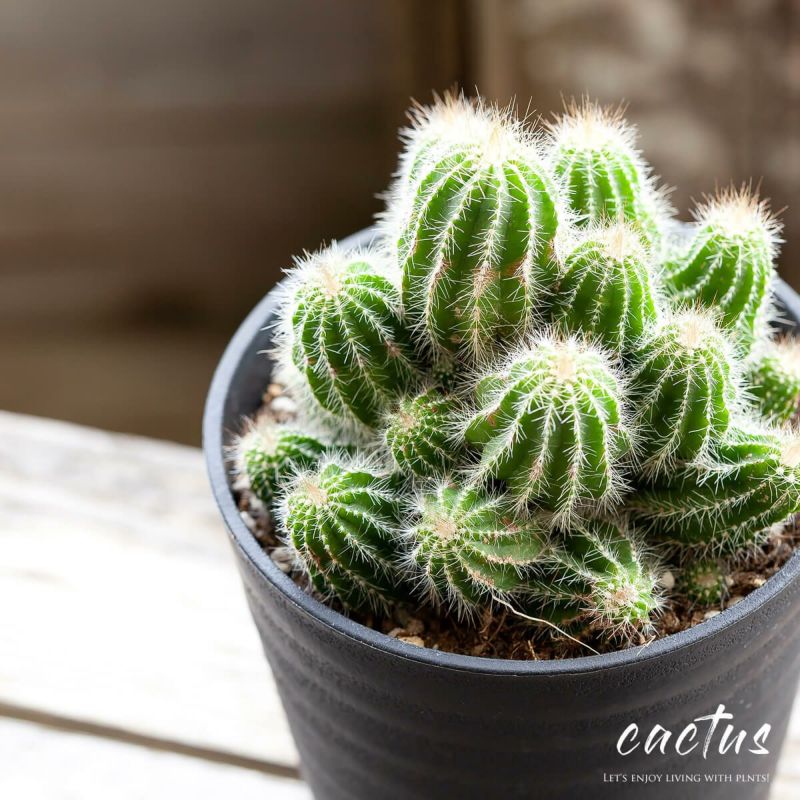 楽天市場】長年付き合える、群生サボテン 多肉植物さぼてん 観葉植物