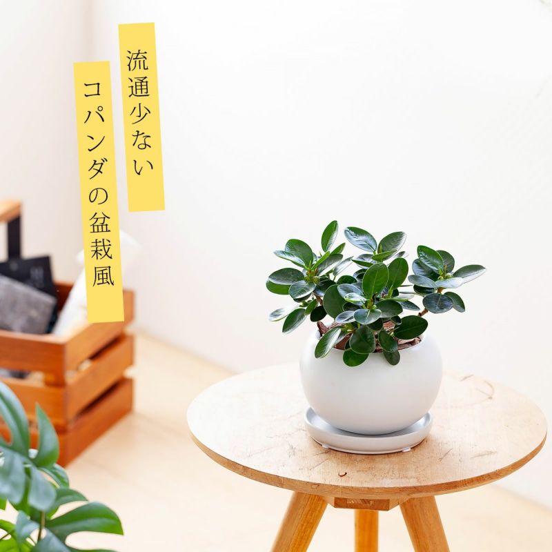 楽天市場】【限定】コパンダガジュマル、丸い陶器鉢で観葉植物