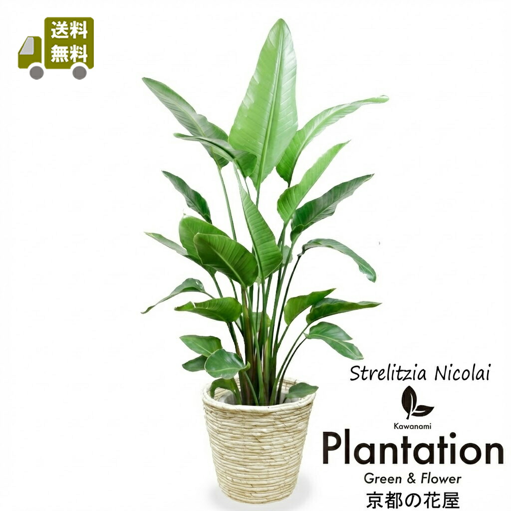 楽天市場】【送料無料】観葉植物 ストレリチア オーガスタ10号