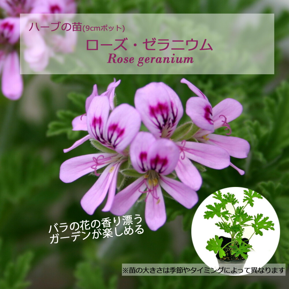 ローズゼラニウム」の人気商品一覧 | 安い商品を通販サイトから探す