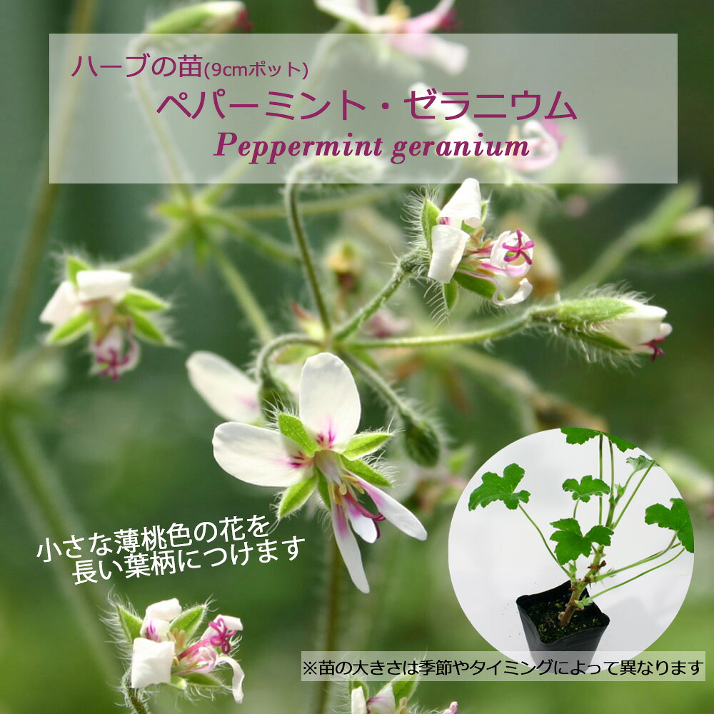 楽天市場】ペパーミント(ミント)・ゼラニウム/ハーブの苗 9cmポット