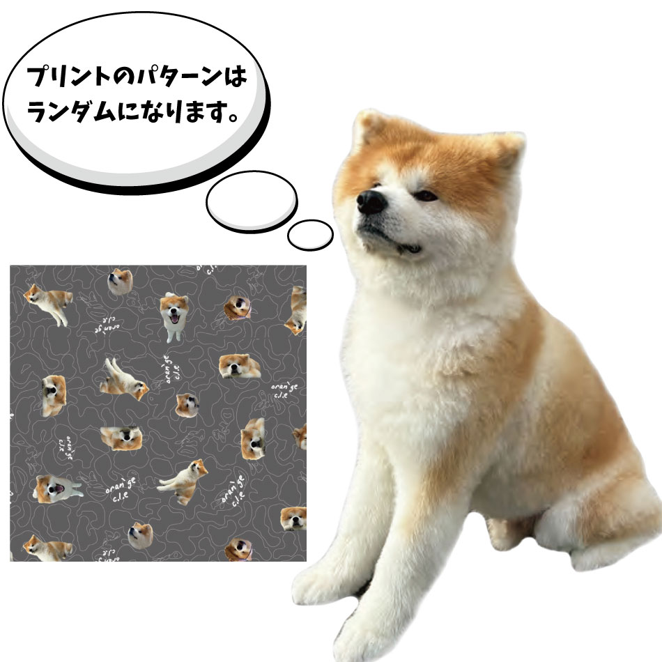 楽天市場】オレンジ パスケース ティーケー リール付き 腕巻き アキタ