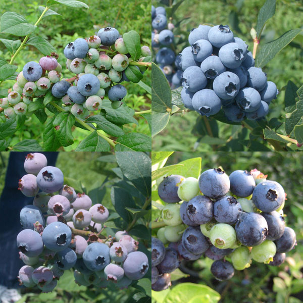 楽天市場】ブルーベリー 品種 組み合わせの通販