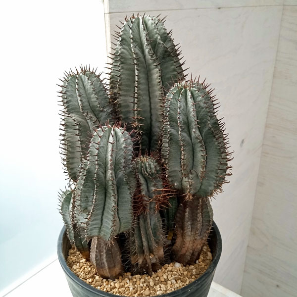 楽天市場】観葉植物/ユーフォルビア：ホリダ 7号鉢植え 23-02 : 園芸