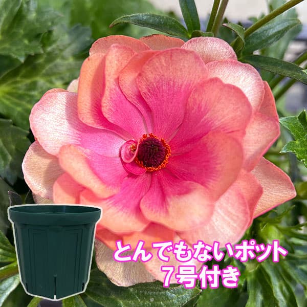 楽天市場】ラナンキュラス ラックスの通販