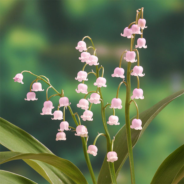 楽天市場】すずらん 苗（花・ガーデン・DIY）の通販