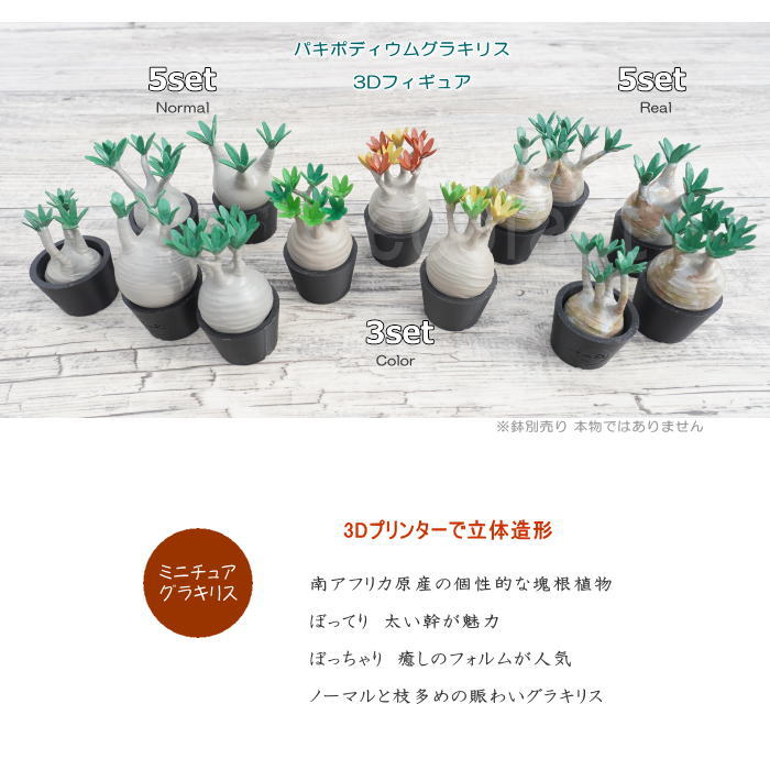 楽天市場】3D フィギュア ミニチュア 5セット リアル パキポディウム