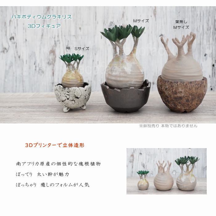 楽天市場】フェイクグリーン 3D フィギュア パキポディウム グラキリス