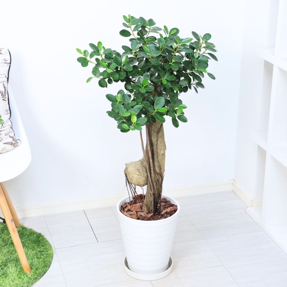 パンダガジュマル コパンダ接木 8号サイズ imgrc0113631700.jpg