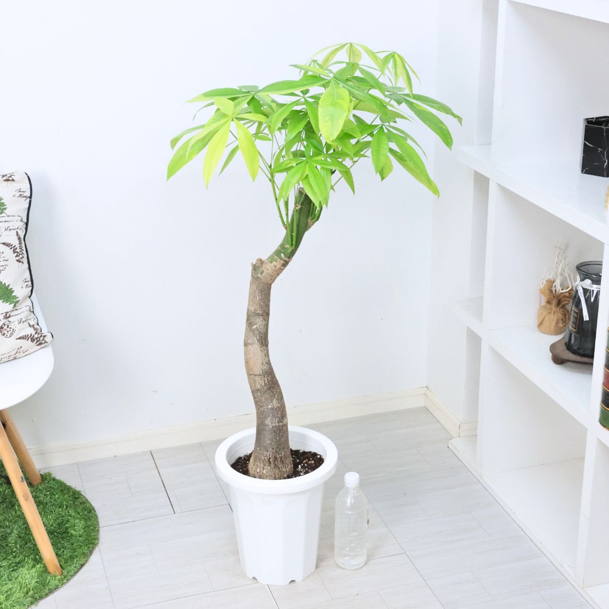 楽天市場】＼ポイント5倍／観葉植物 斑入り 実生 パキラ ムーンライト