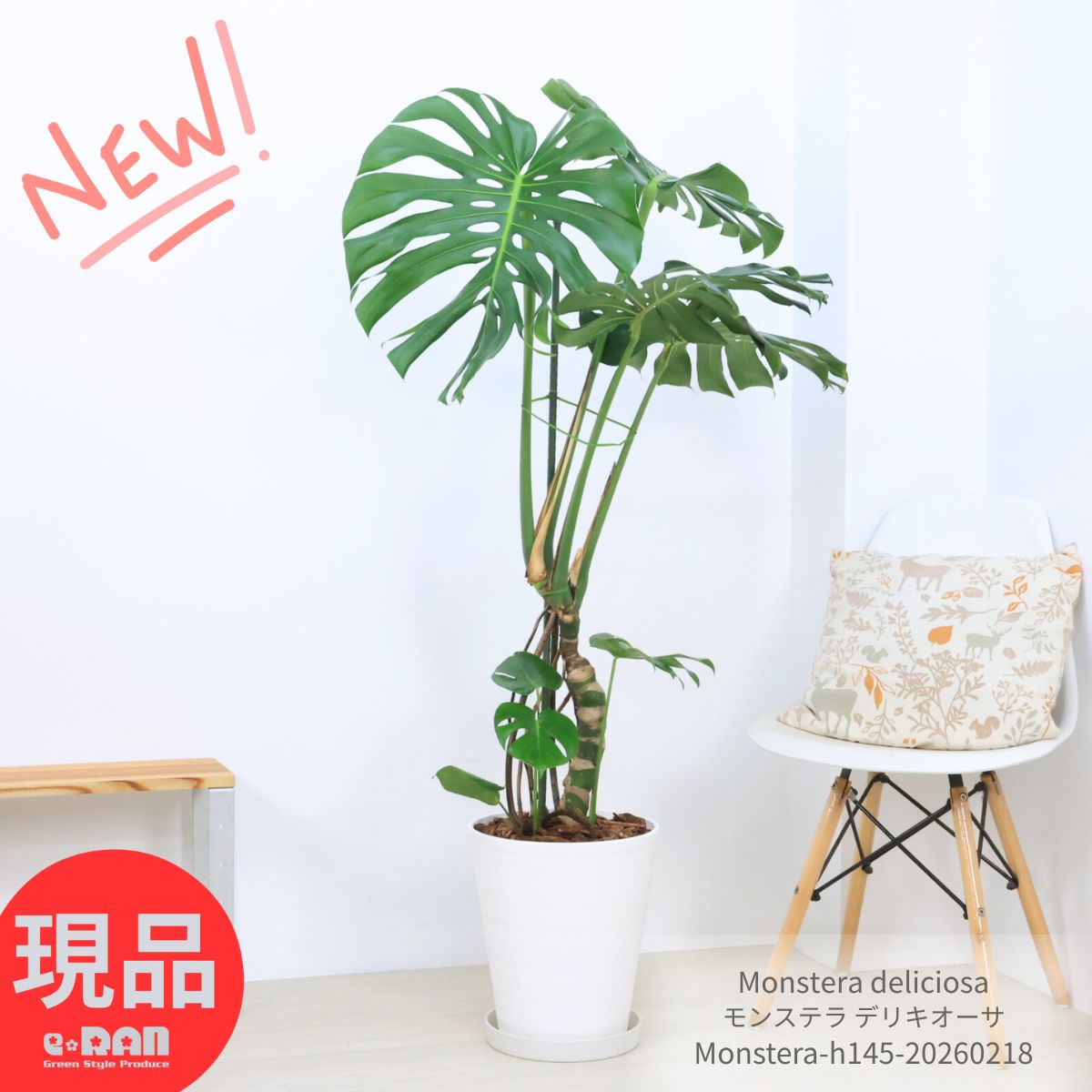 観葉植物 モンステラ 幹上がり」の人気商品一覧 | 安い商品を通販