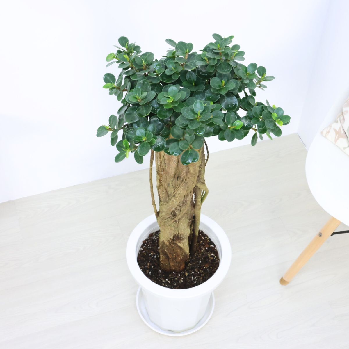 楽天市場】＼ポイント5倍／観葉植物 希少種 コパンダガジュマル 高さ約