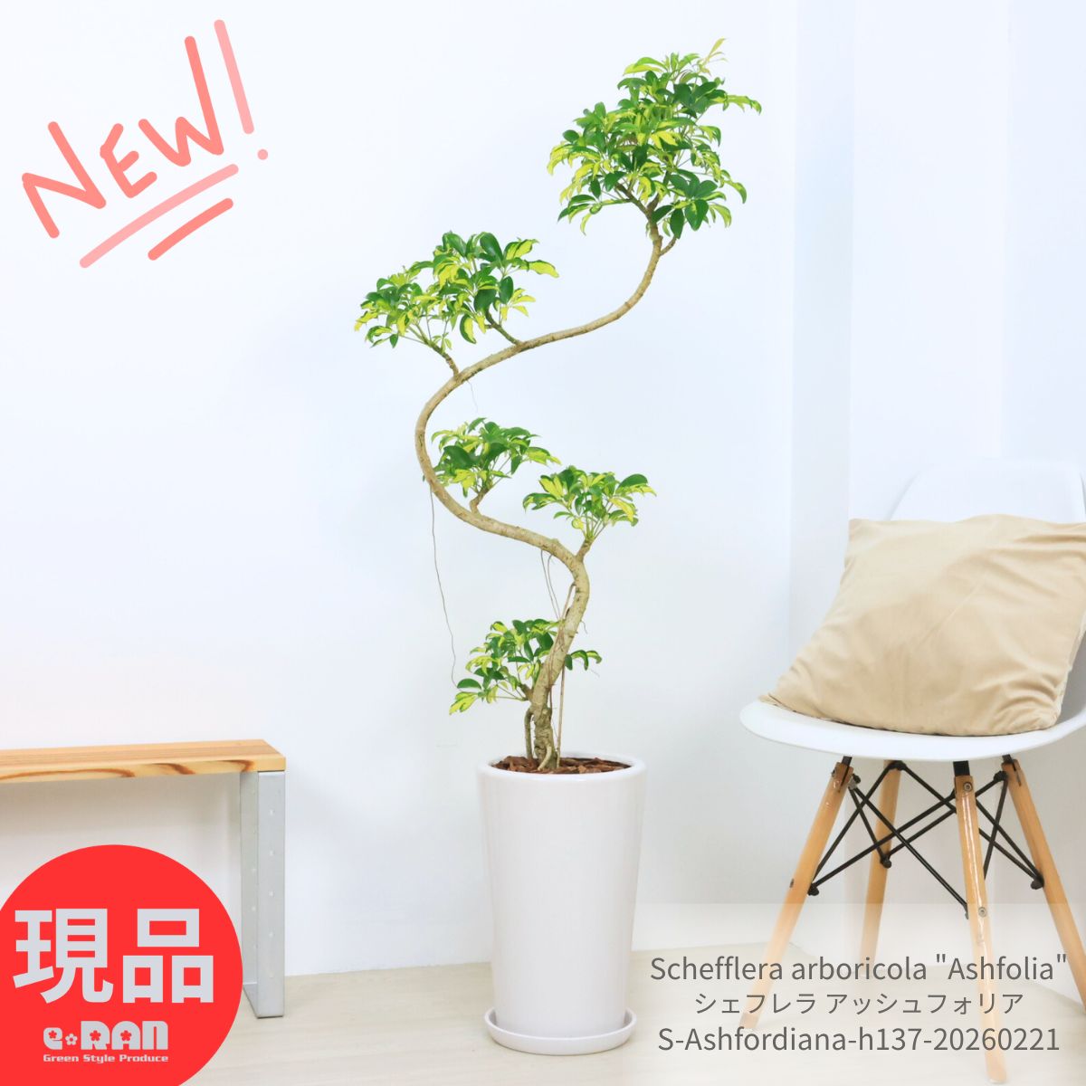 楽天市場】ユッカ アロイフォリア バリエガータ（斑入り） 5号ポット