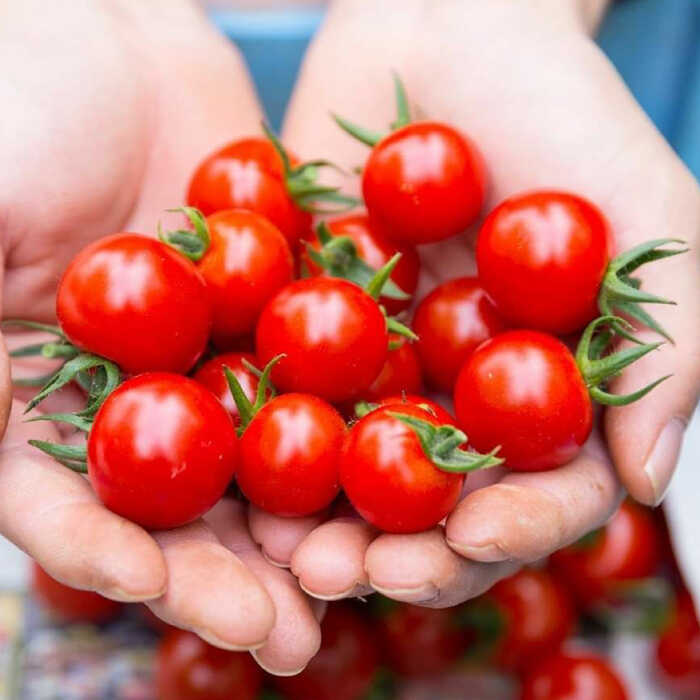 楽天市場】【ふるさと納税】永尾産ちド級シリーズ トマト 食べくらべ