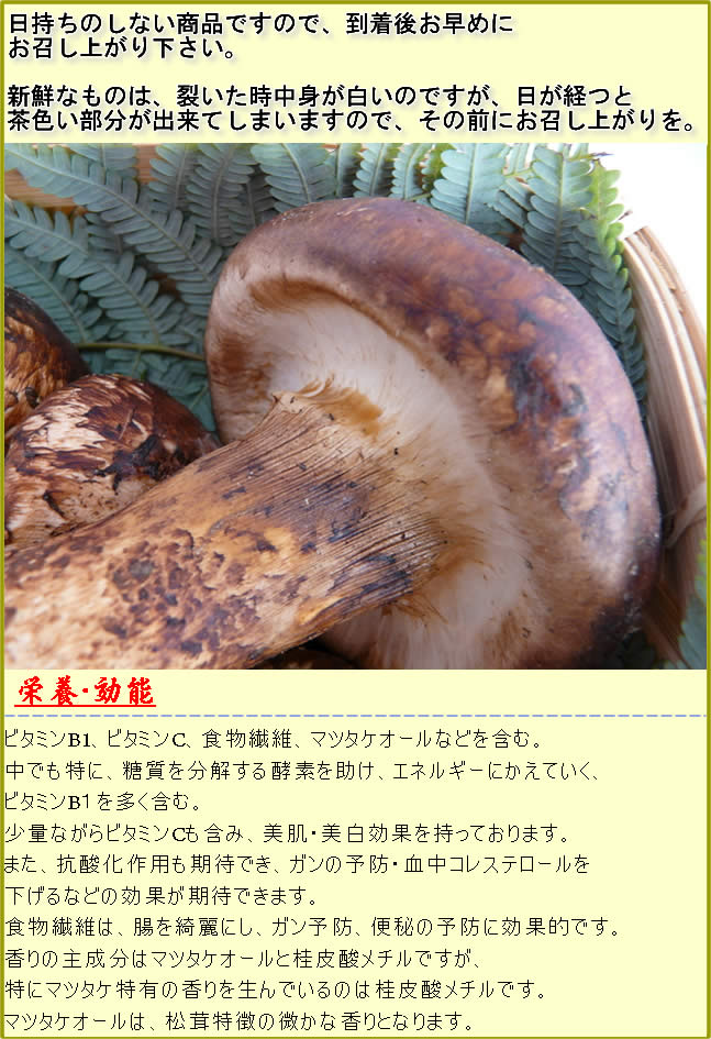 楽天市場】2026年分予約 【全額返金】松茸 国産 ひらき 500g 入