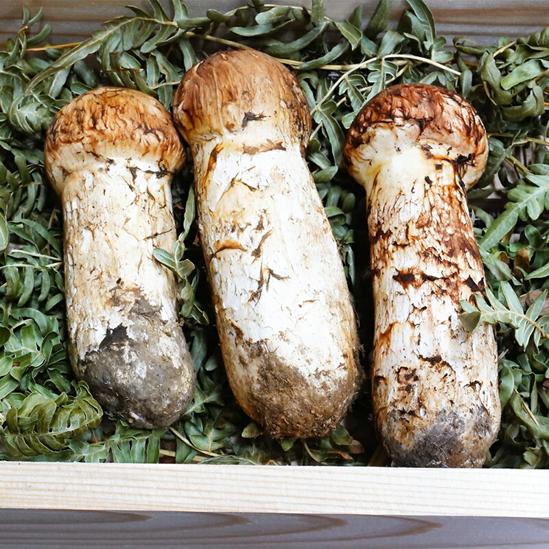 楽天市場】【ふるさと納税】日本に4名しかいない原木乾椎茸づくり名人