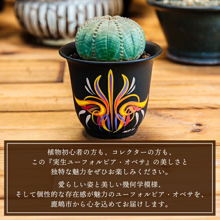 楽天市場】【ふるさと納税】【現品のみ】鹿嶋市産 実生ユーフォルビア