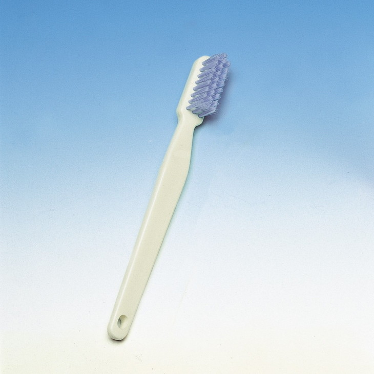 楽天市場】【ふるさと納税】歯の模型 歯磨き指導用 大型モデル（永久歯