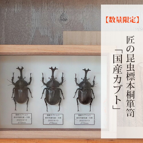 楽天市場】カブトムシ 標本（ホビー）の通販