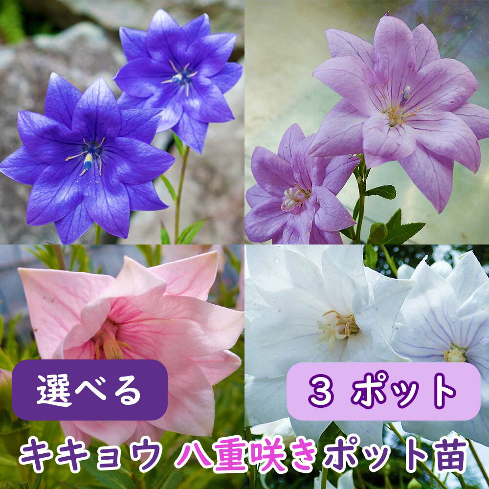 楽天市場】【花終わり】選べる 桔梗 キキョウ 【 八重 】 ポット苗