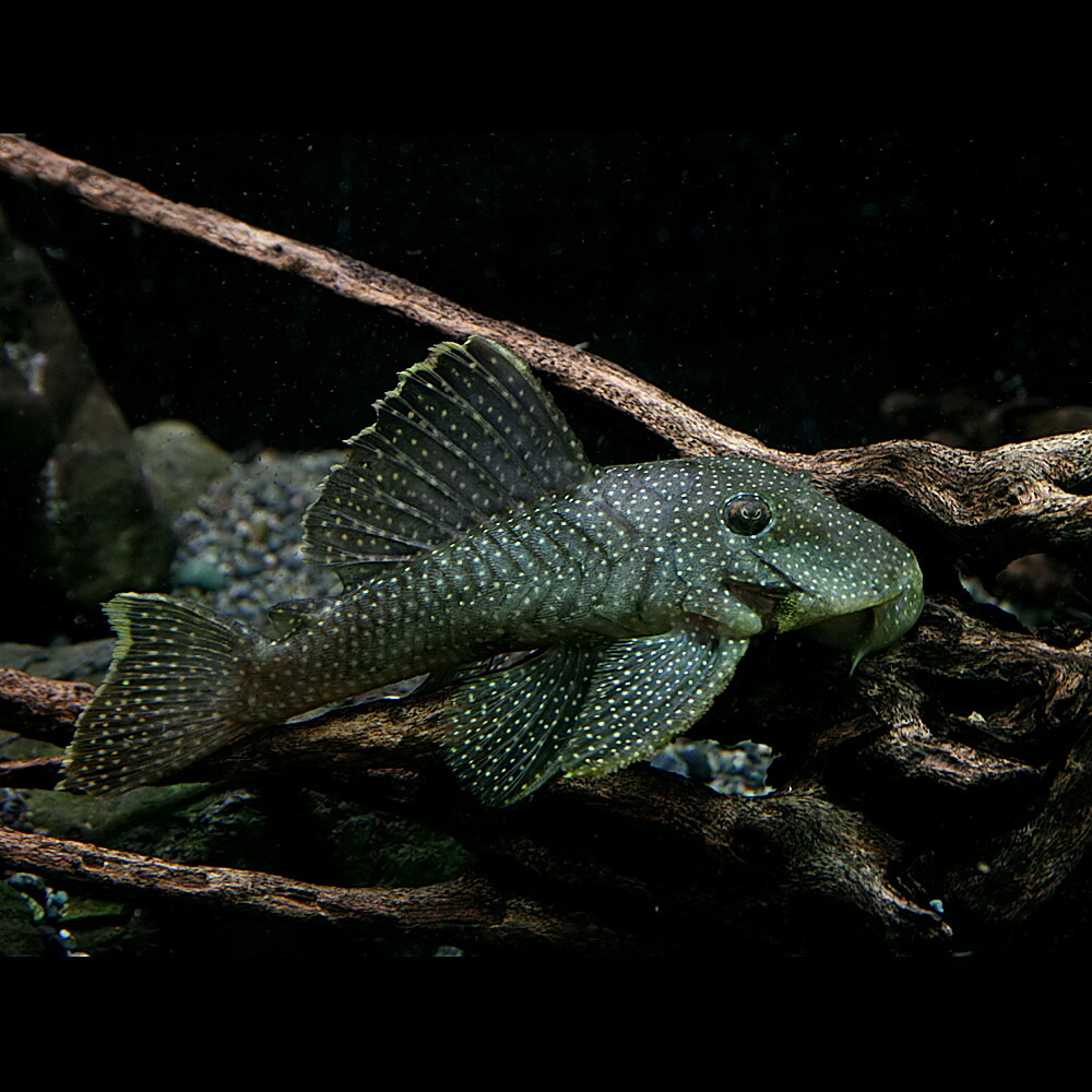 楽天市場】(熱帯魚 生体)スターダスト オレンジフィンカイザープレコ