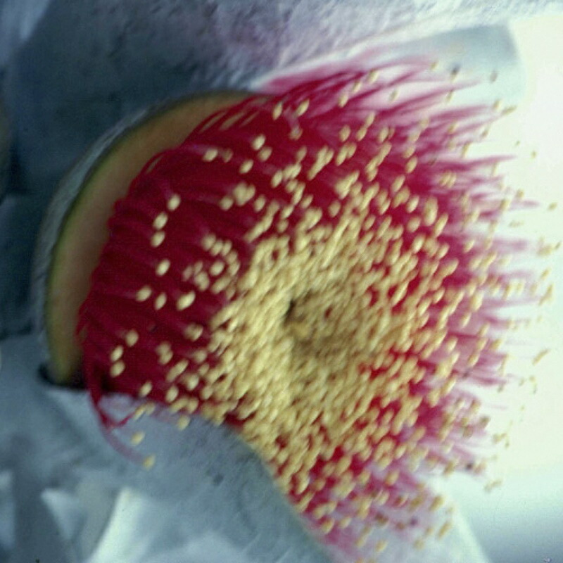 楽天市場】マクロカーパ《オーストラリアンブッシュ