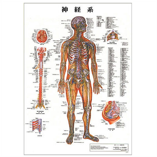 楽天市場】【検査】人体解剖学チャート ポスター 3枚セット（骨格筋