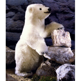 楽天市場】ケーセン Koesen ぬいぐるみ 限定500 白クマ どろんこ