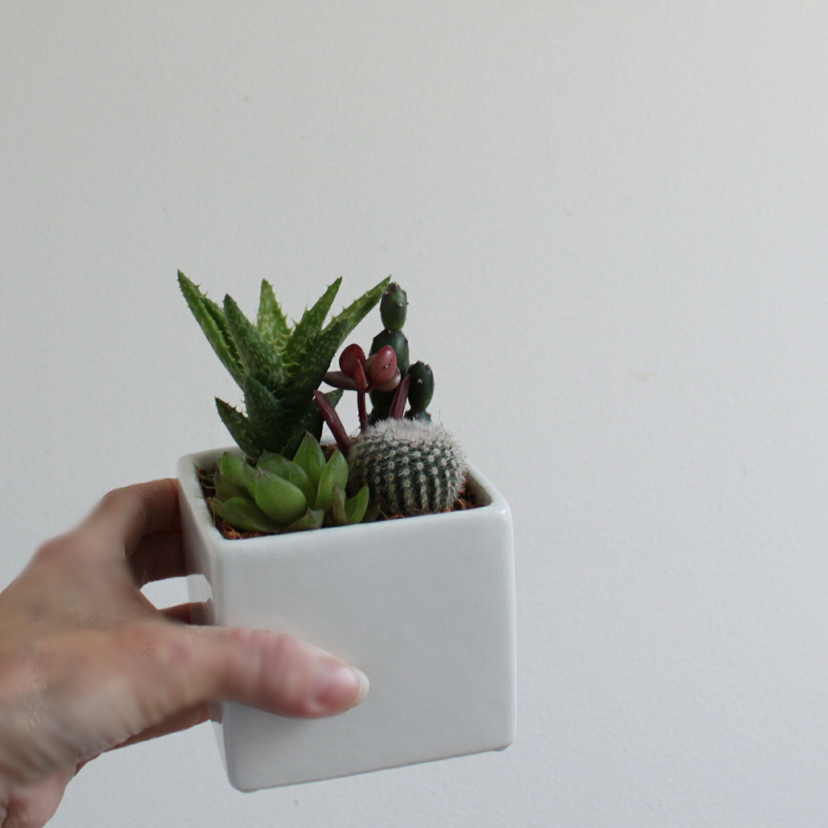 楽天市場】「サボテン 寄せ植え」プチギフト ママ友 陶器鉢 鉢付