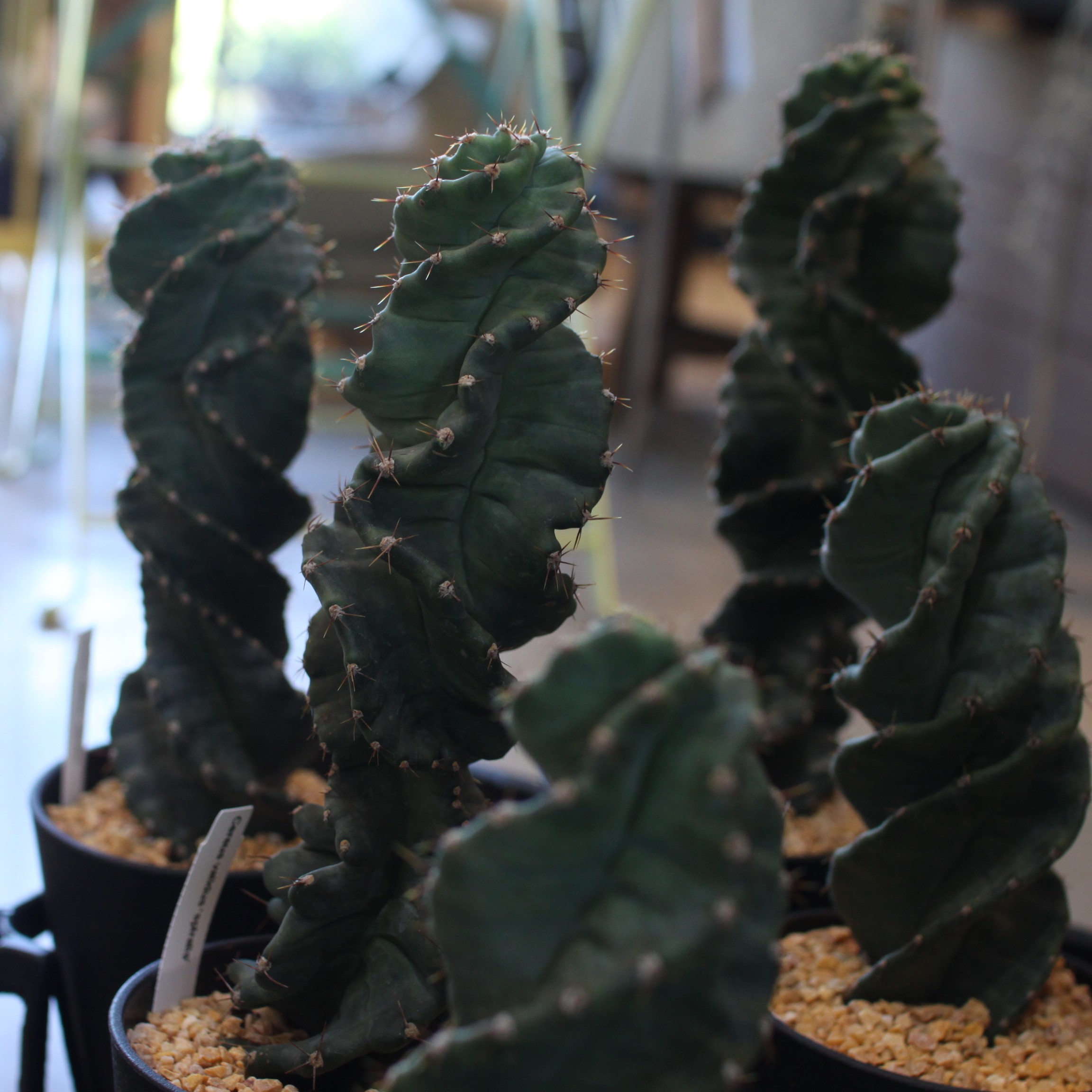 楽天市場】サボテン セレウス スパイラリス スピラリス 4号 4寸 柱