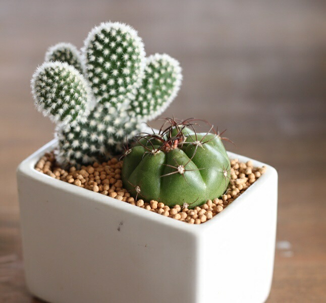 楽天市場】【SS限定☆エントリーで＋P10倍＆MAX15％OFFクーポン