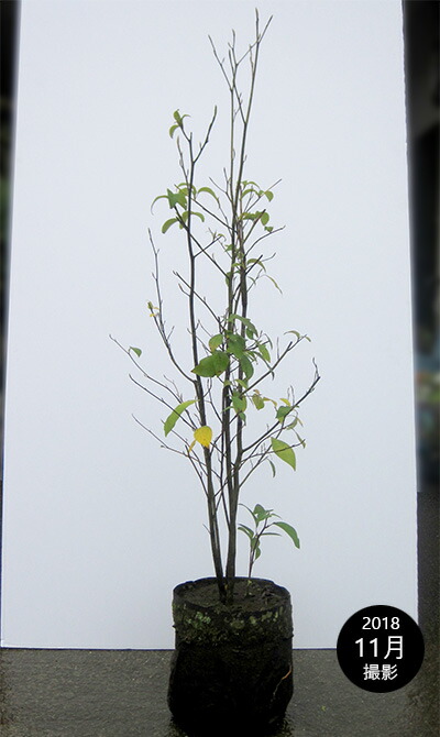 楽天市場】クロモジ（黒文字） 株立 樹高1.8m前後 露地苗 低木 落葉樹