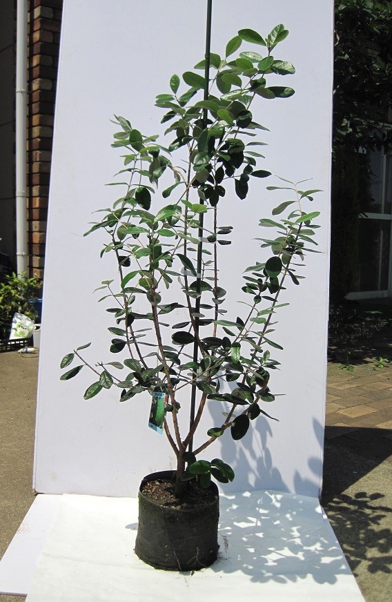 楽天市場】フェイジョア 樹高1.2～1.4m前後 露地苗 低木 常緑樹