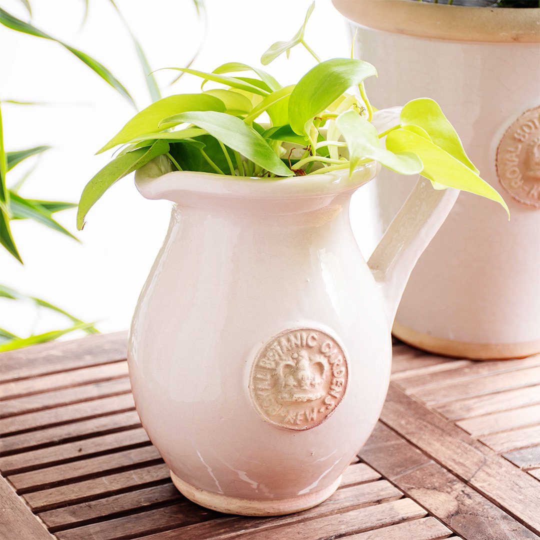 楽天市場】キューガーデン 陶器鉢 キューポット KEW JUG 21cm ジャグ