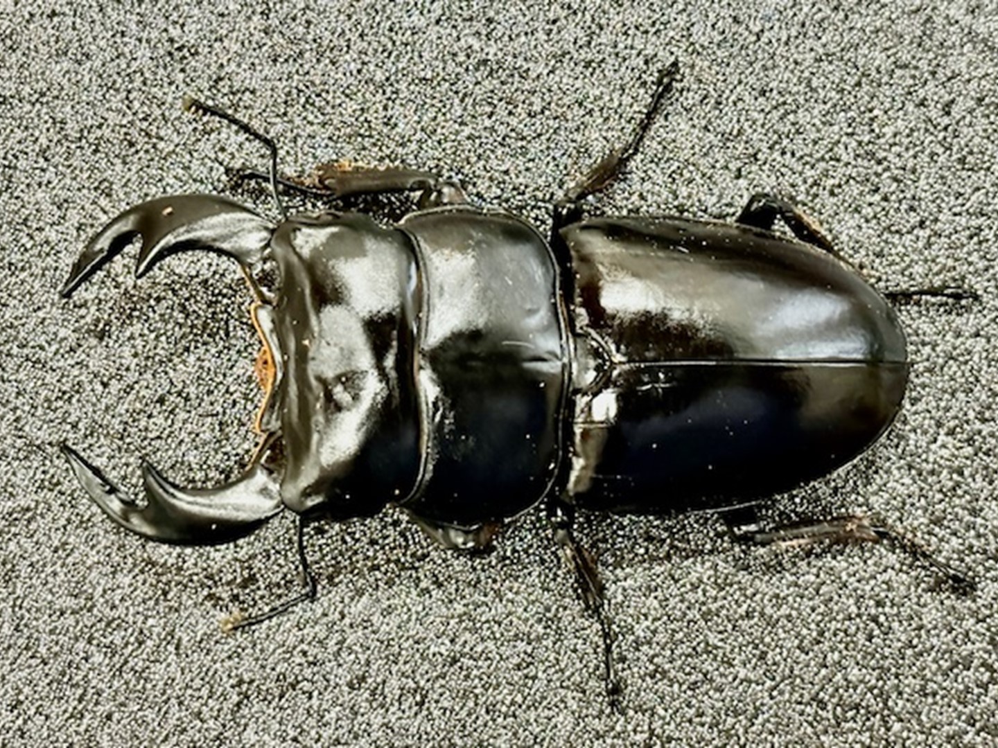 楽天市場】【DDA】ブータンアンタエウス(ダンブー) 成虫 ♂65～特大