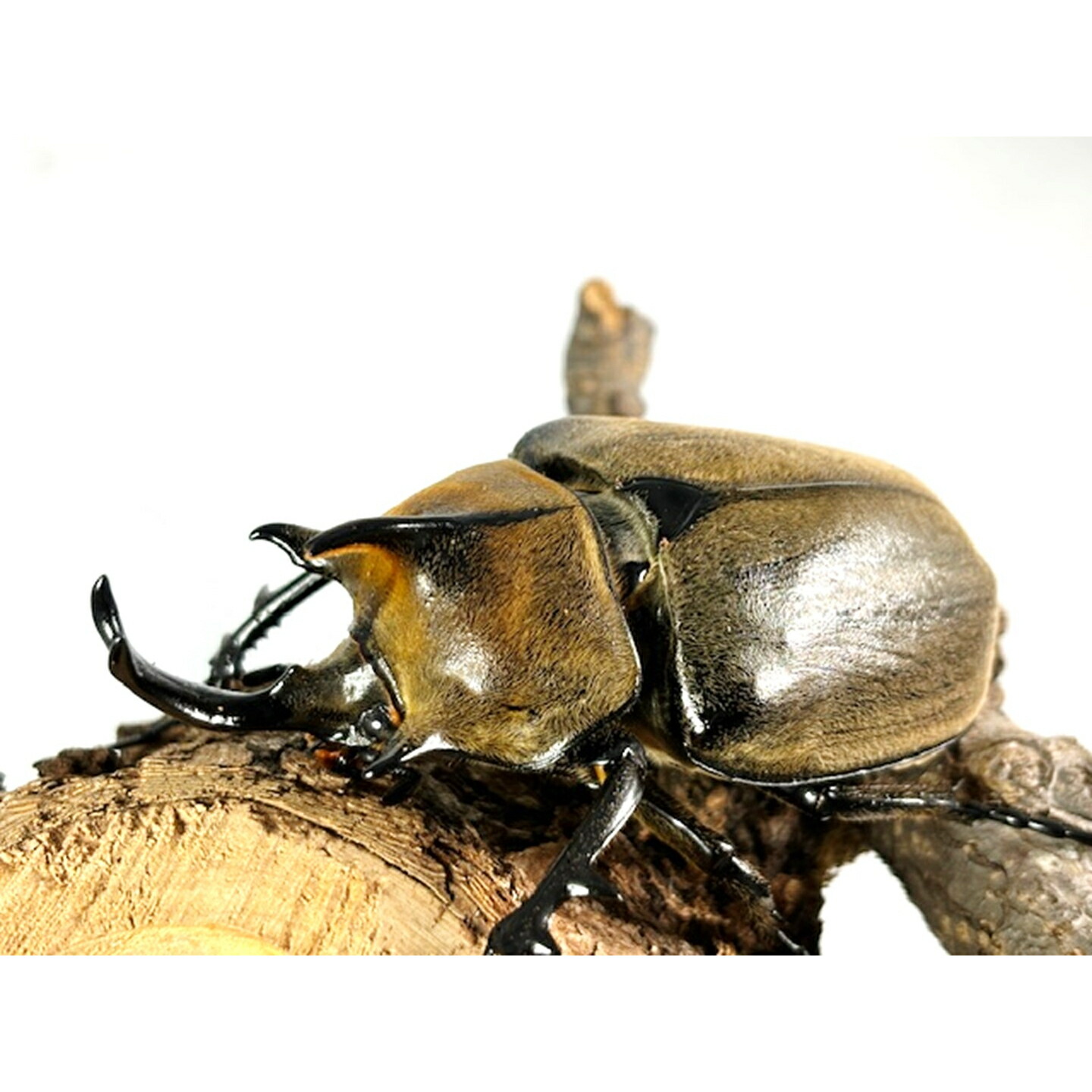 楽天市場】美麗/希少種【DDA】ギアスゾウカブト(ルンバッシャー) 成虫
