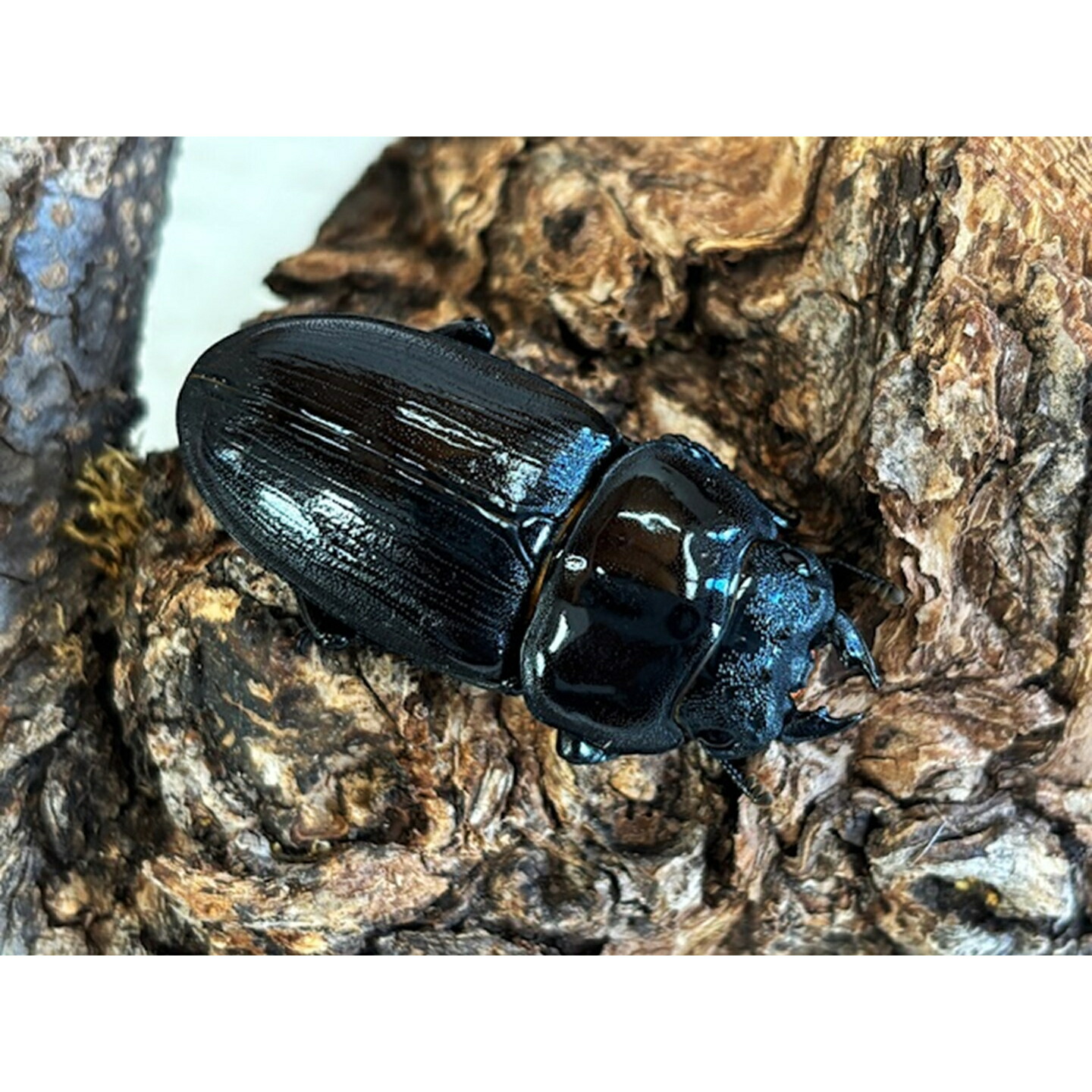 オオクワガタ 山梨県樹液採集個体♂15頭♀2頭 ドイツ箱入り f*t様