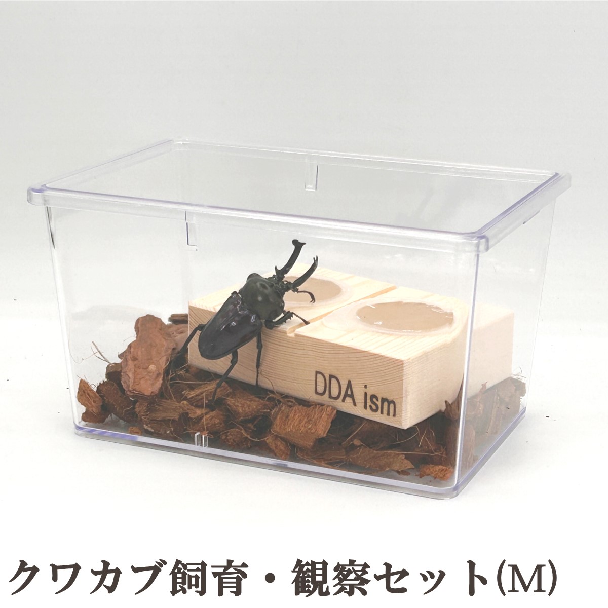 楽天市場】＼5点フルセット／ 飼育マニュアル付き！【DDA】クワカブ