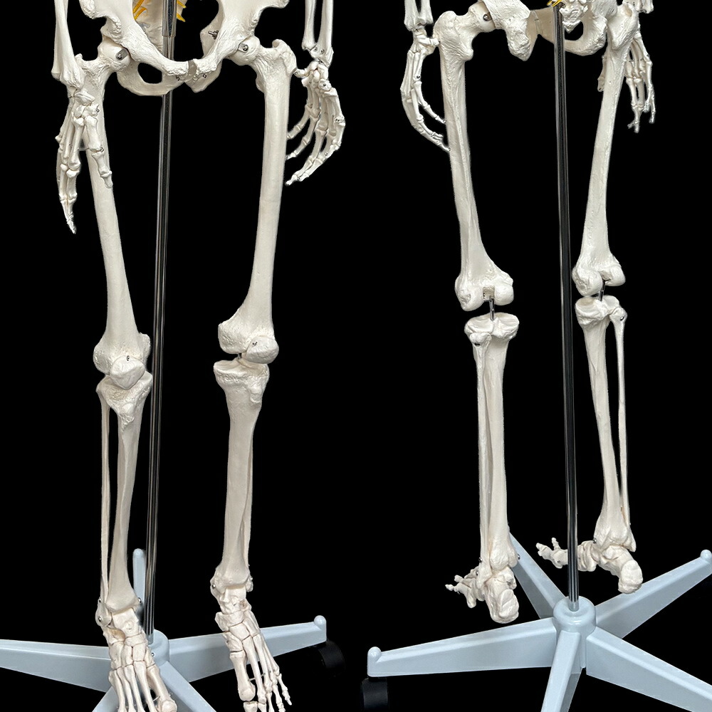 楽天市場】【楽天1位受賞】人体模型 Rohs認証品 骨格模型 等身大 全長