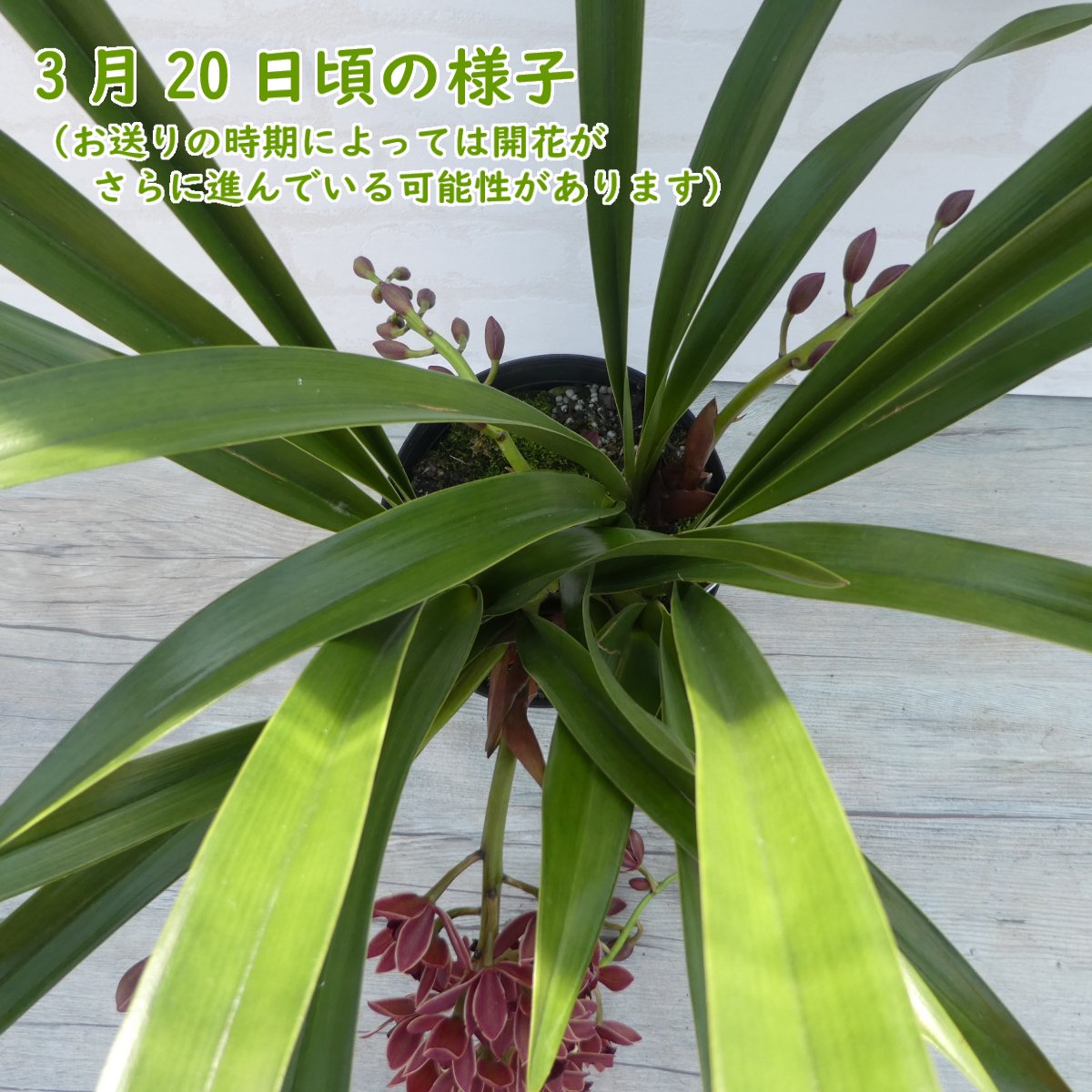 楽天市場】【 花芽3つ付き 】 シンビジウム 原種 「 フォアゴットン