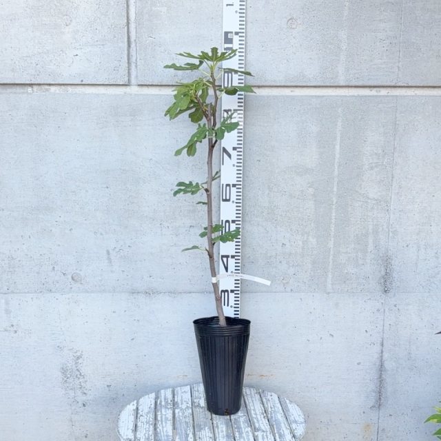 楽天市場】【イチジク属】イスキア・ブラック（挿し木苗） 4号LL