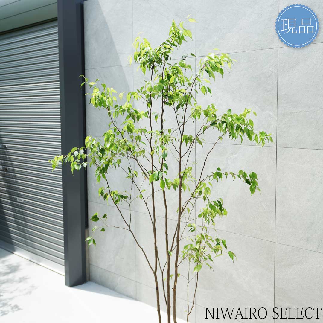 優秀。山採りハイノキ。 山採りハイノキ / 785