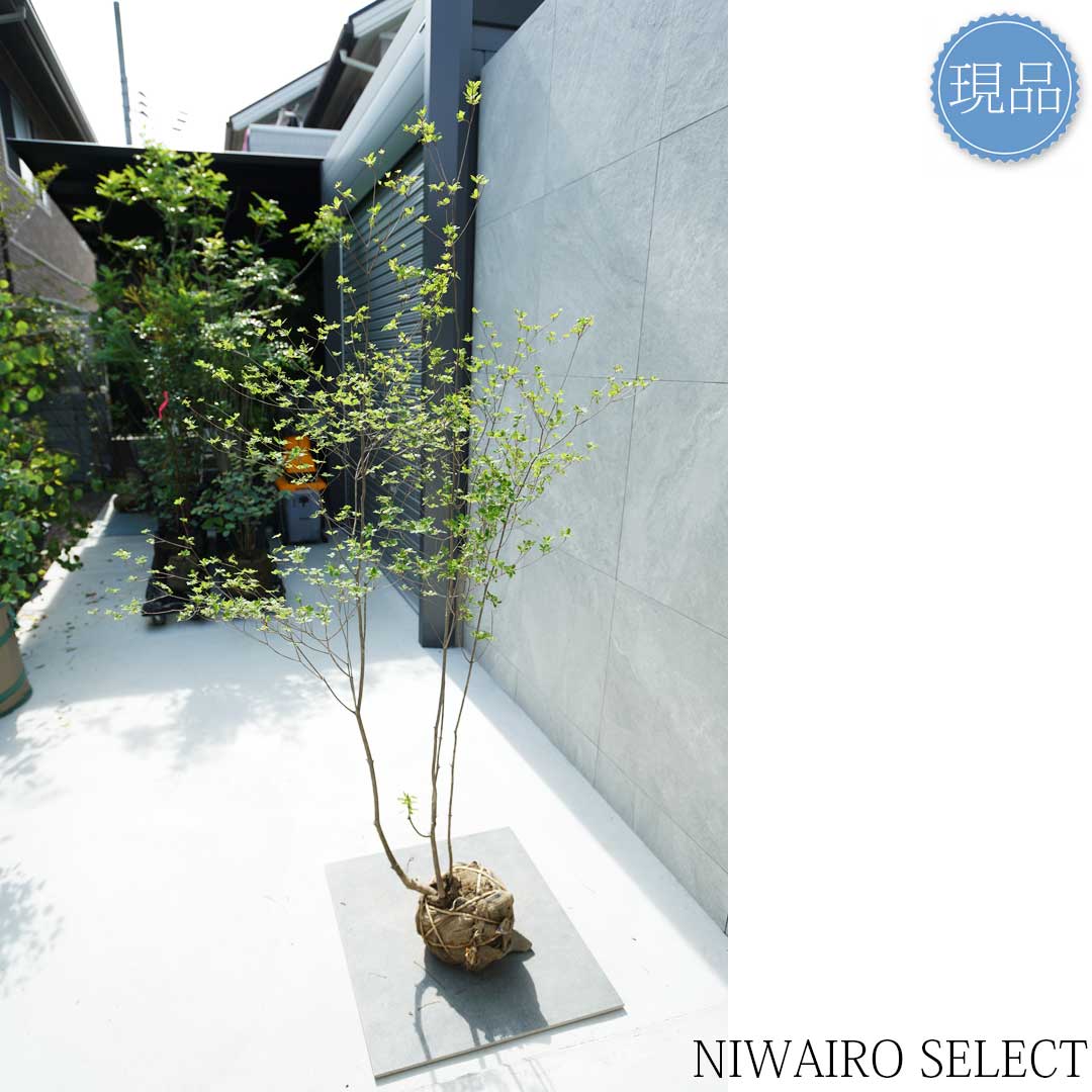 楽天市場】【現品】山採り【アブラツツジ】アブラドウダンツツジ 油