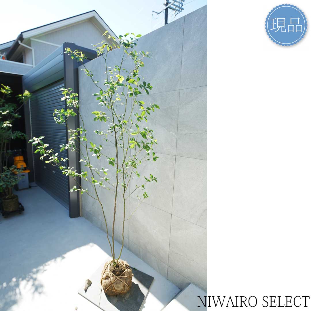 楽天市場】【現品】山採り【クロモジ】黒文字 株立ち 自然風樹形 樹高H
