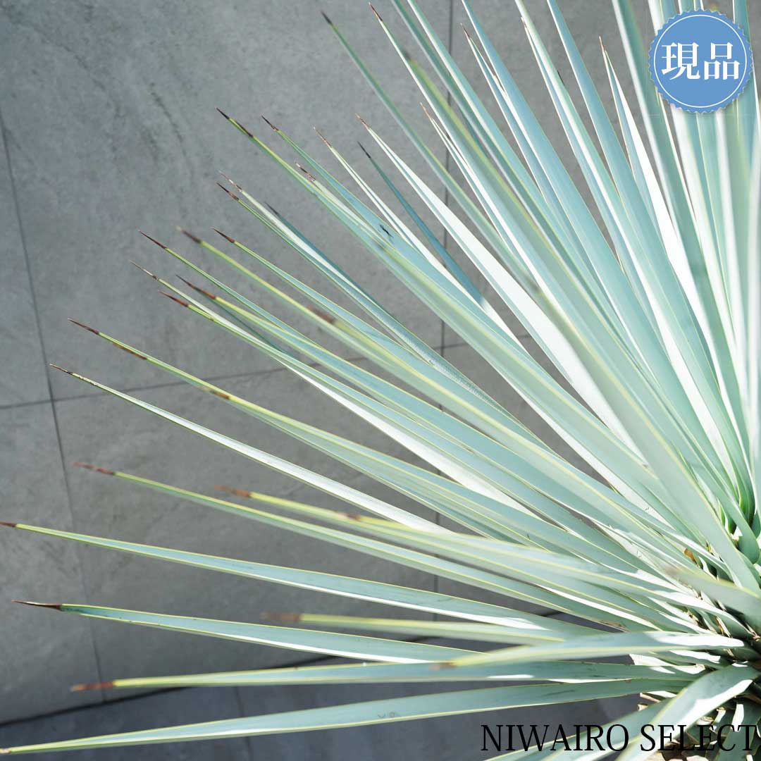 楽天市場】【現品】【マルデヌベス リギダver】ユッカ ハイブリッド