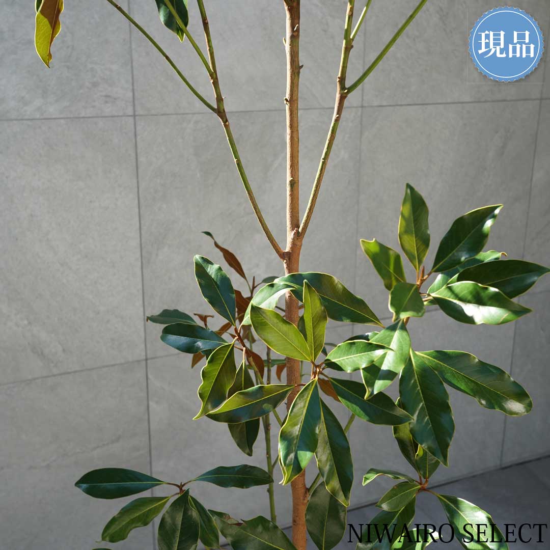 楽天市場】【現品】【ケイパレス】タイサンボク 矮性 自然風樹形 樹高H