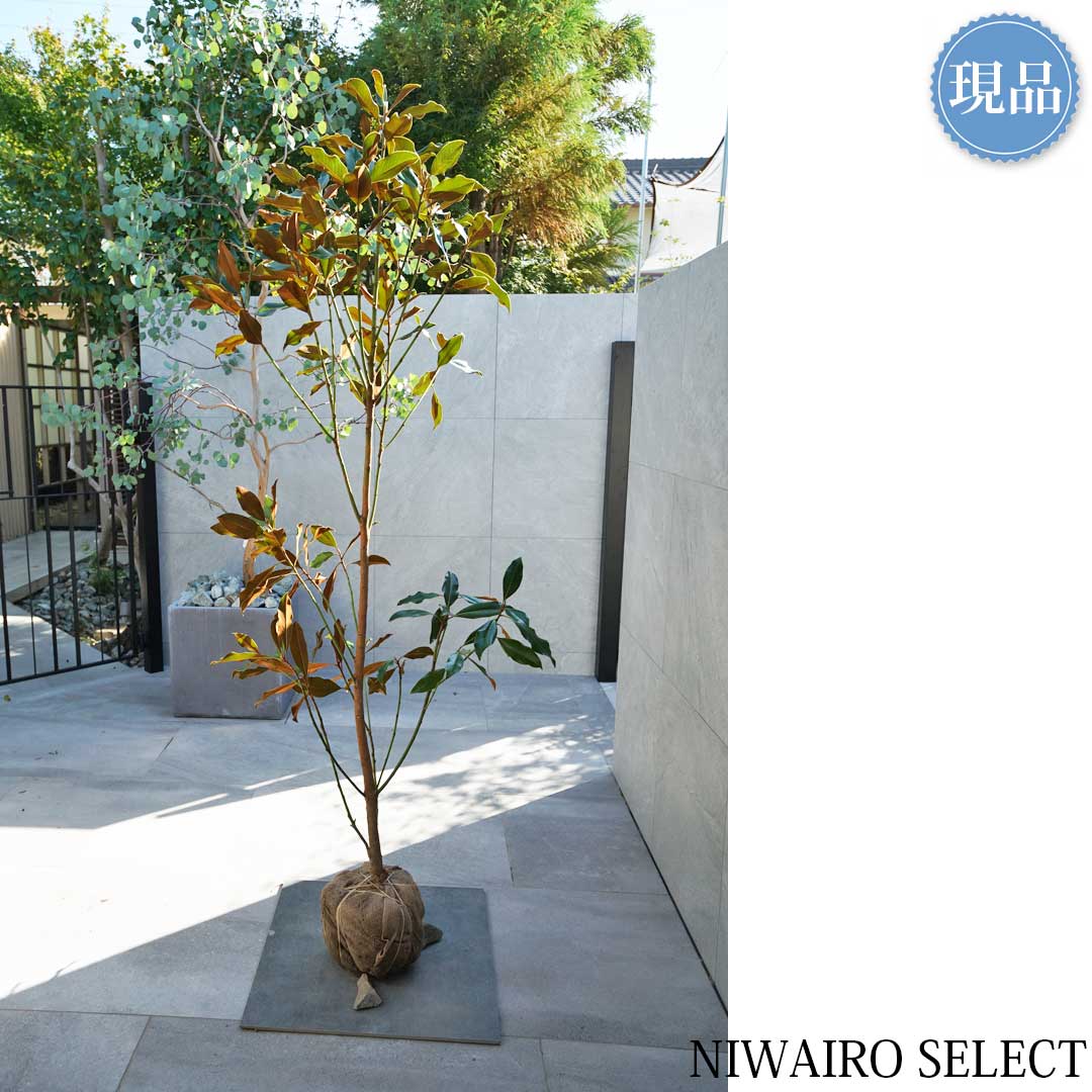 楽天市場】【現品】【ケイパレス】タイサンボク 矮性 自然風樹形 樹高H