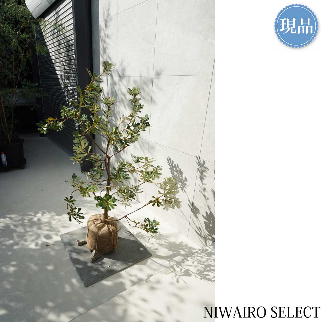 楽天市場】【現品】【バンクシア】コーストバンクシア オージー