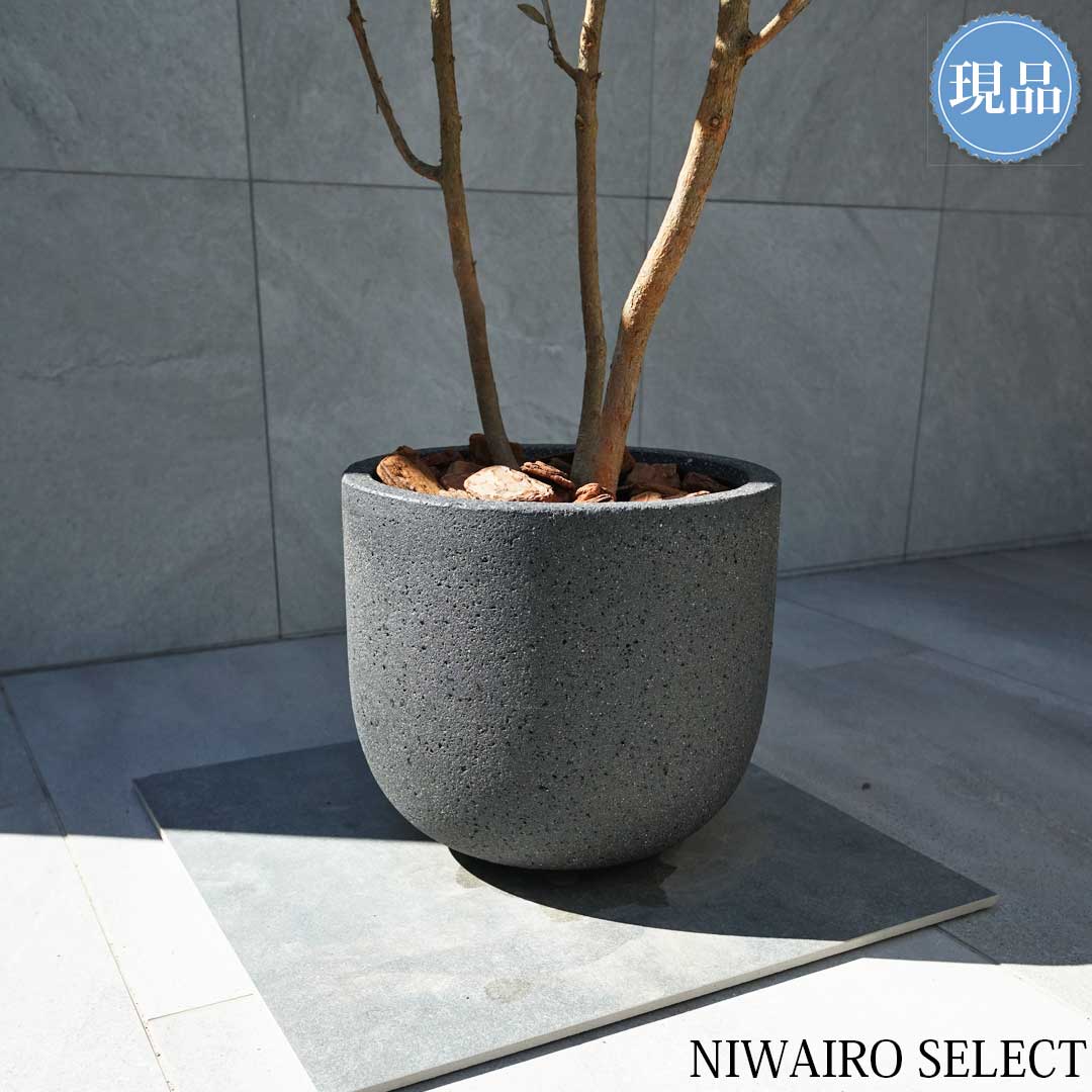 楽天市場】【現品】鉢植え【フェイジョアの木】本株立ち 自然風樹形