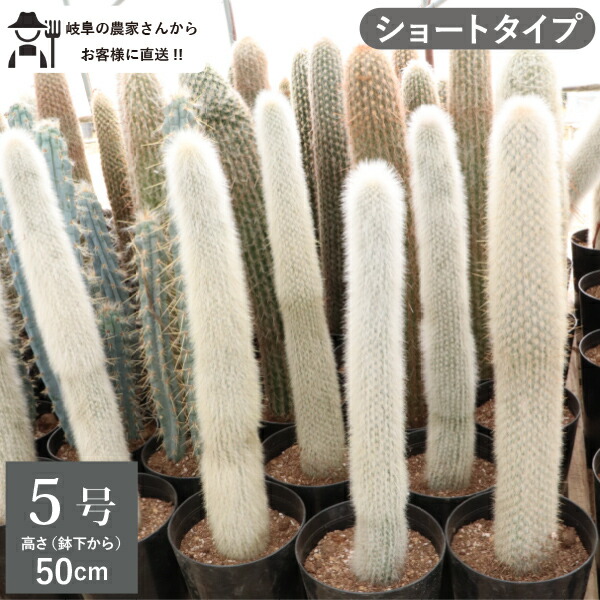 おがわ@読書に挑戦】【現品】サボテン吹雪柱（フブキチュウ）8号白鉢